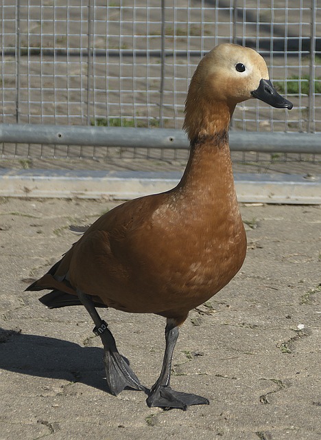 最小剂量